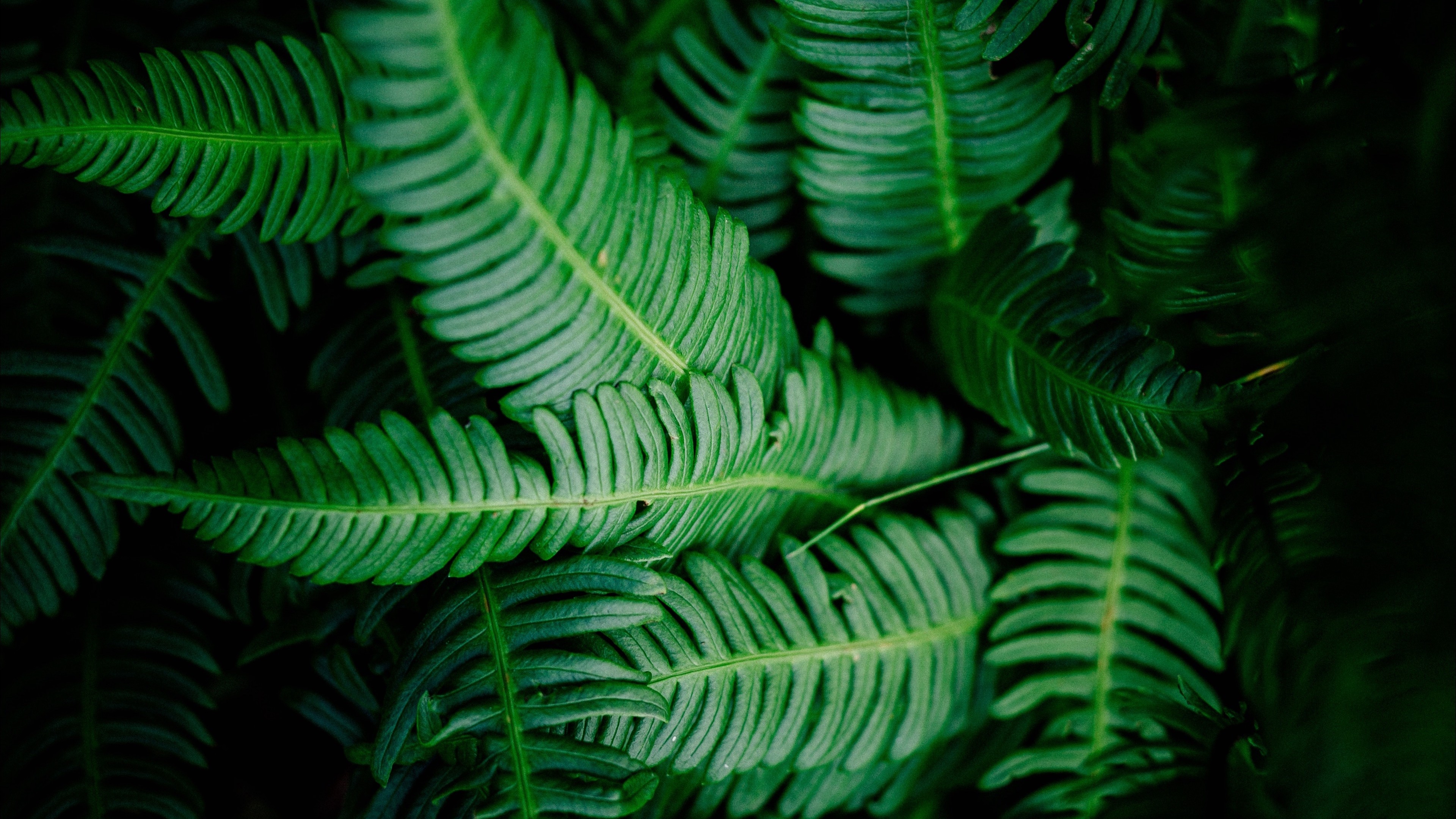 Green Leaves Photos Download The BEST Free Green Leaves Stock Photos  HD  Images