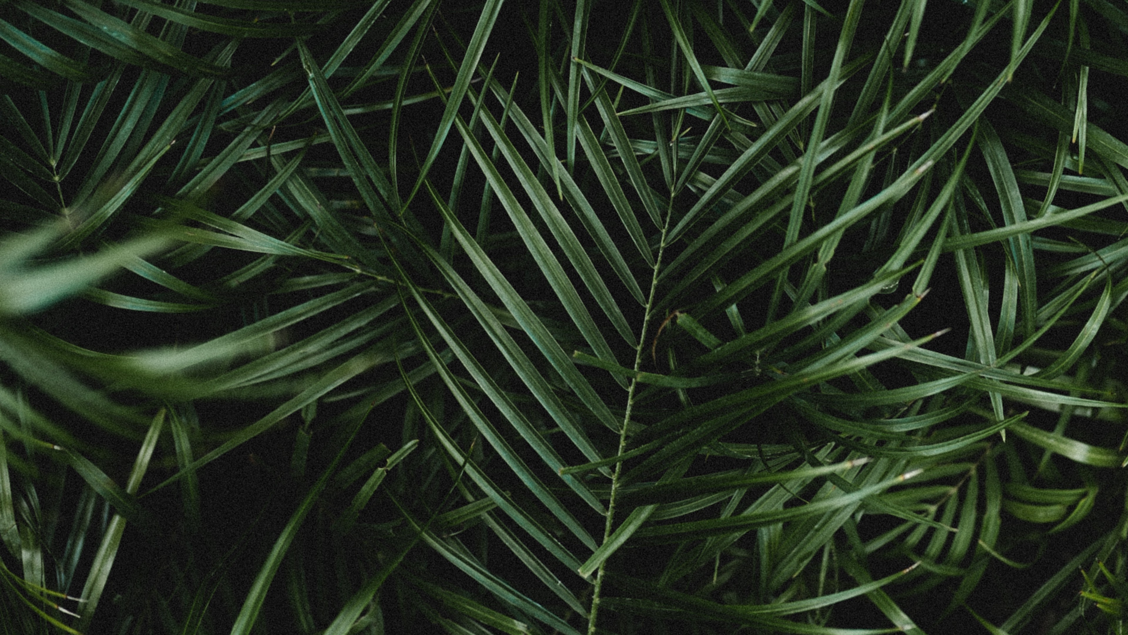 Palm Leaves Photos Download The BEST Free Palm Leaves Stock Photos  HD  Images