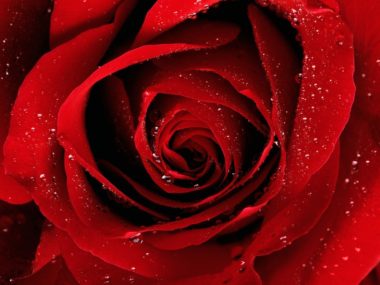 Rose Red Flower 4K Wallpaper - Best Wallpapers