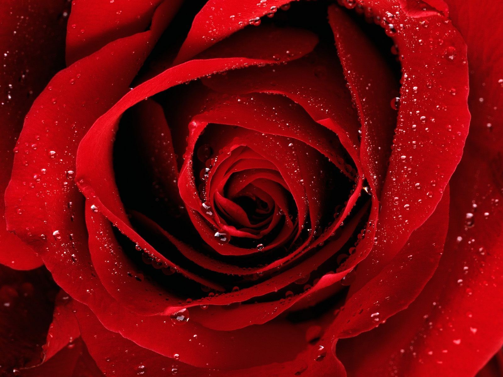 Rose Mobile Wallpapers, HD Rose Backgrounds, Free Images Download