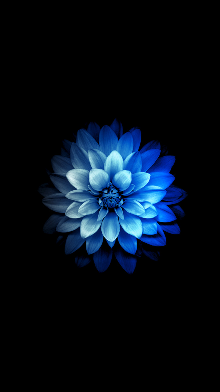 Mobile wallpaper, aesthetic flower HD | Free Photo - rawpixel