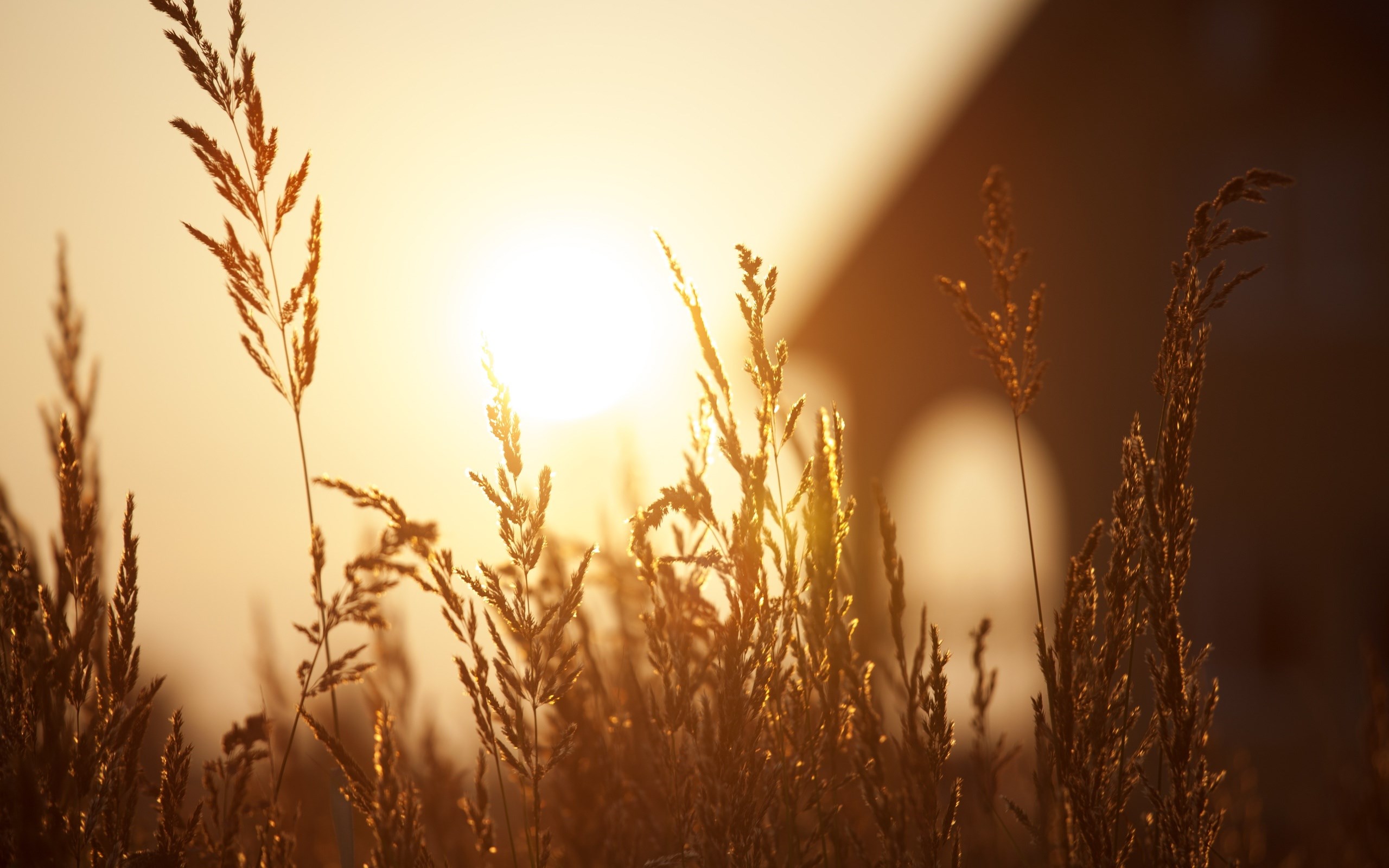 Beautiful Sunset Field Bokeh Grass Wallpaper [2560x1600]