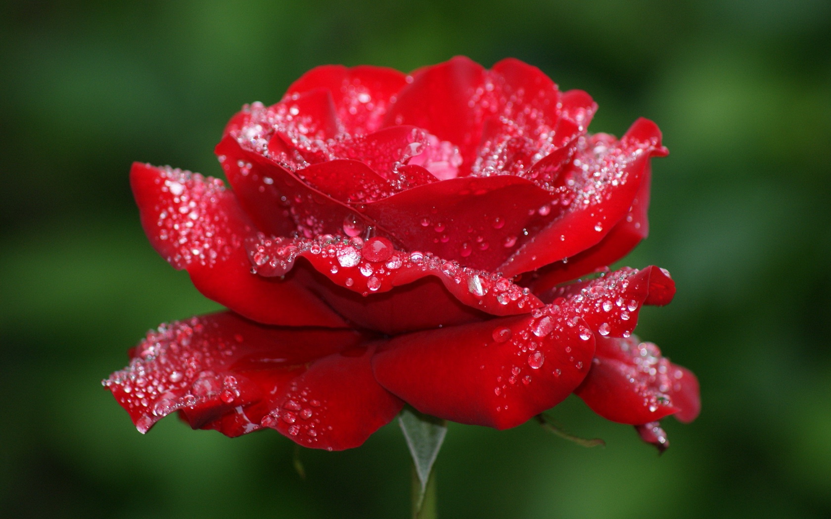 Flowers Rose Water Drops Red Wallpaper 1680x1050 Flowers beautiful photography water drops 31 ideas for 2019. flowers rose water drops red wallpaper