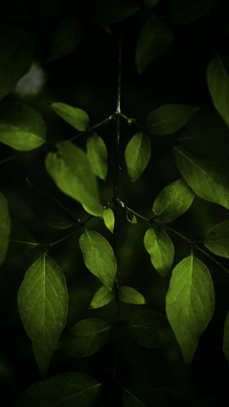 Plant Phone Wallpaper [1080x1920] - 108
