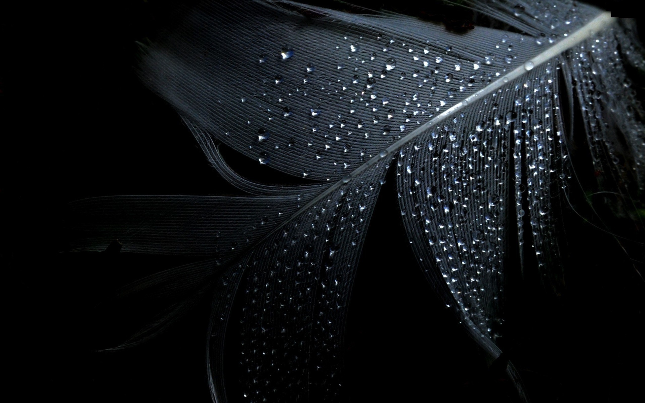 Wet Water Drops Black Background Wallpaper [2560x1600]