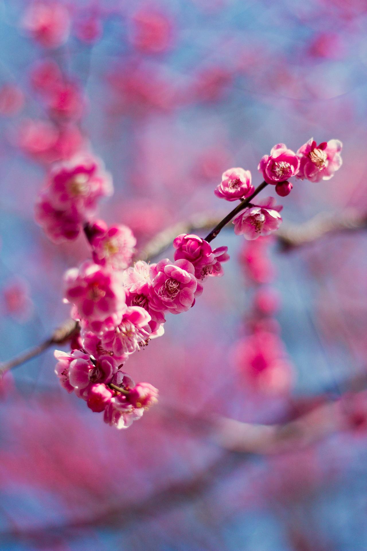 Cherry Blossoms Phone Wallpaper - 20
