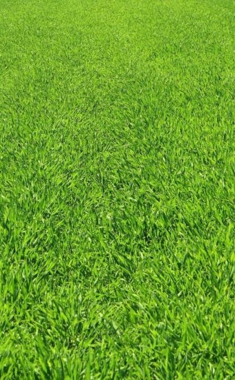 Green grass field under blue sky HD wallpaper | Wallpaper Flare