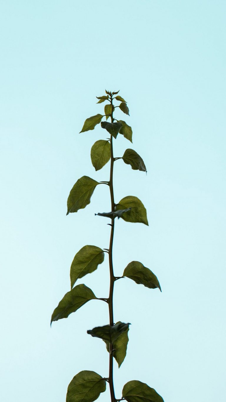 Leaves Phone Wallpaper [1440x2560] - 135
