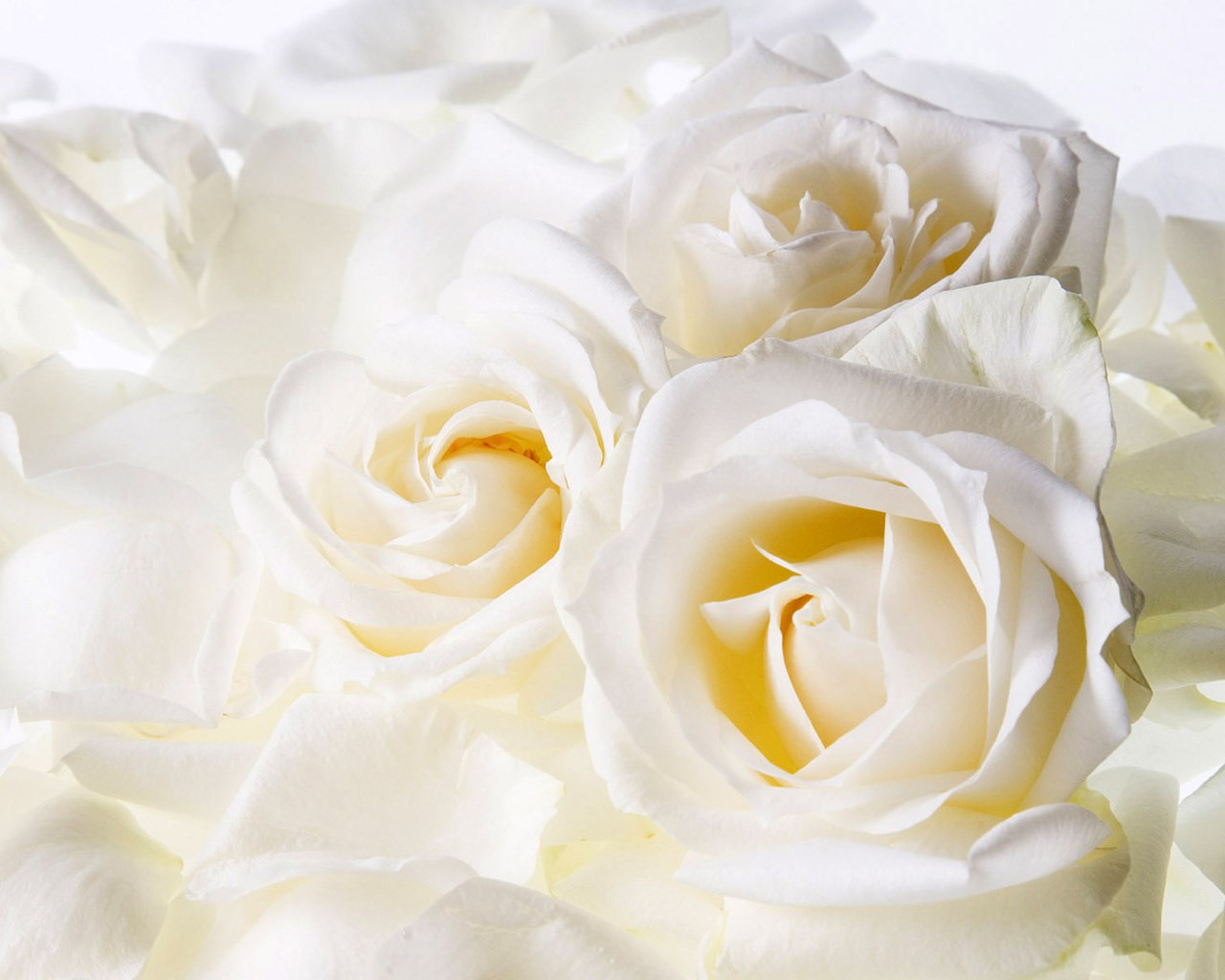 White Roses 1280 X 1024