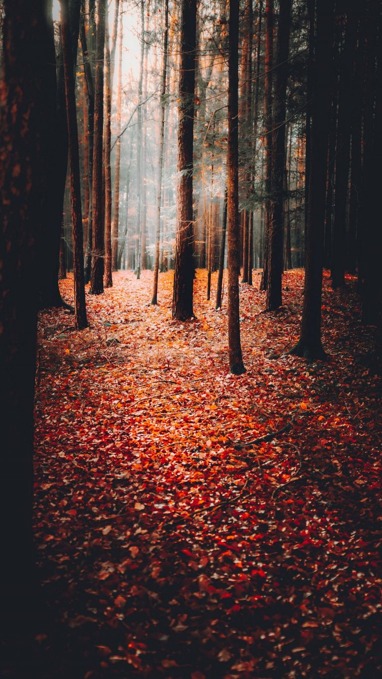 Fall Phone Wallpaper - 030