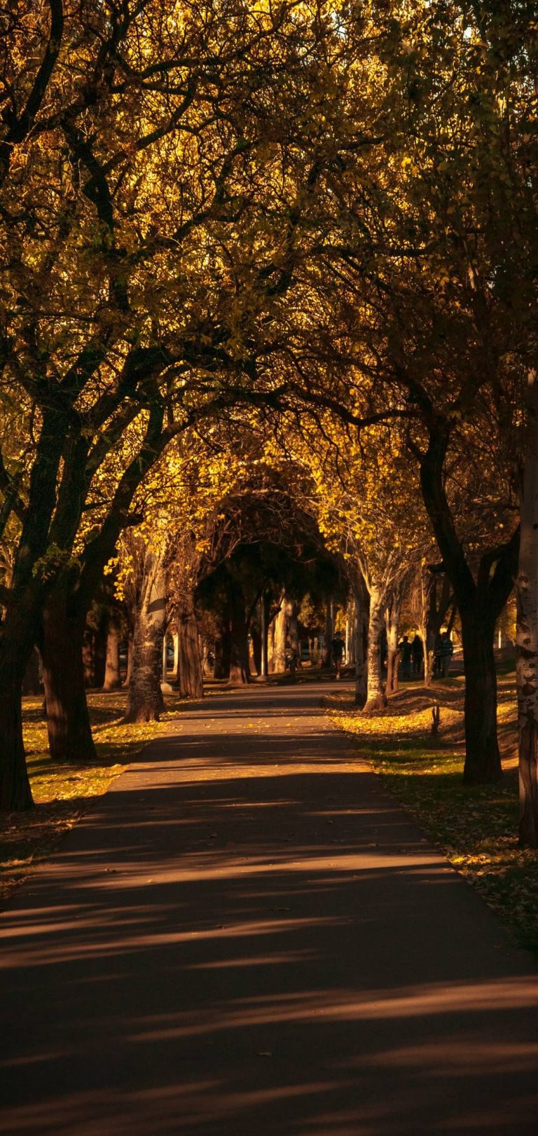 Fall Phone Wallpaper - 039