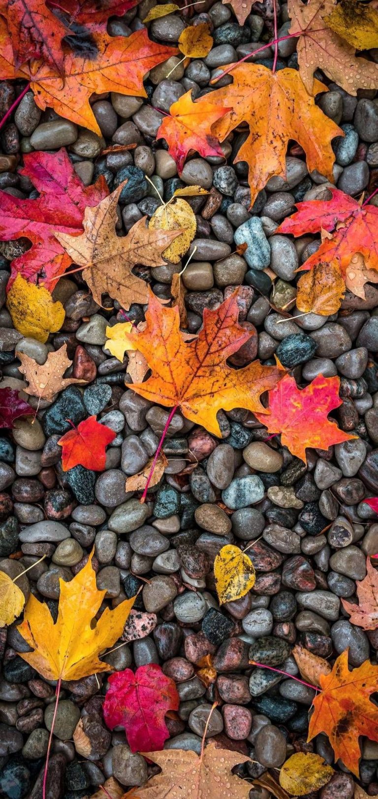 Fall Phone Wallpaper - 042