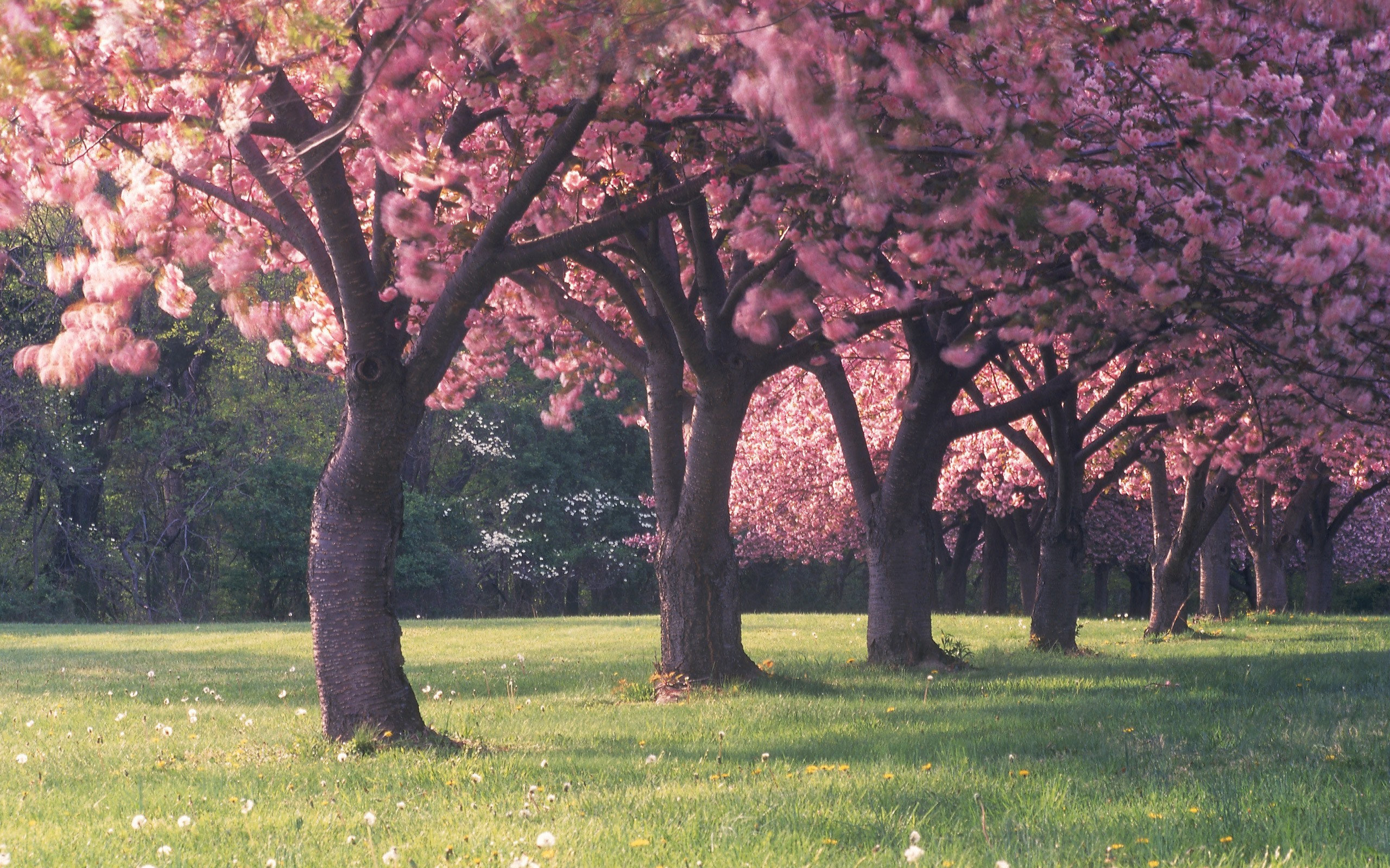 cherry blossom tree wallpaper desktop