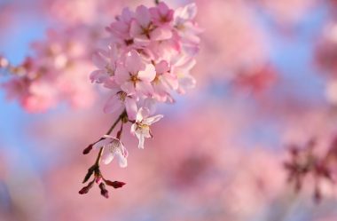 Cherry Blossom Tree Wallpaper 33 - [5459x3574]