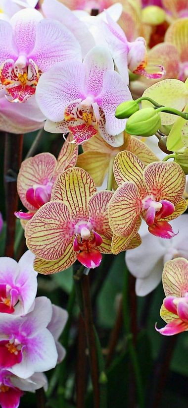 Orchids Flowers Petals - [1080x2340]