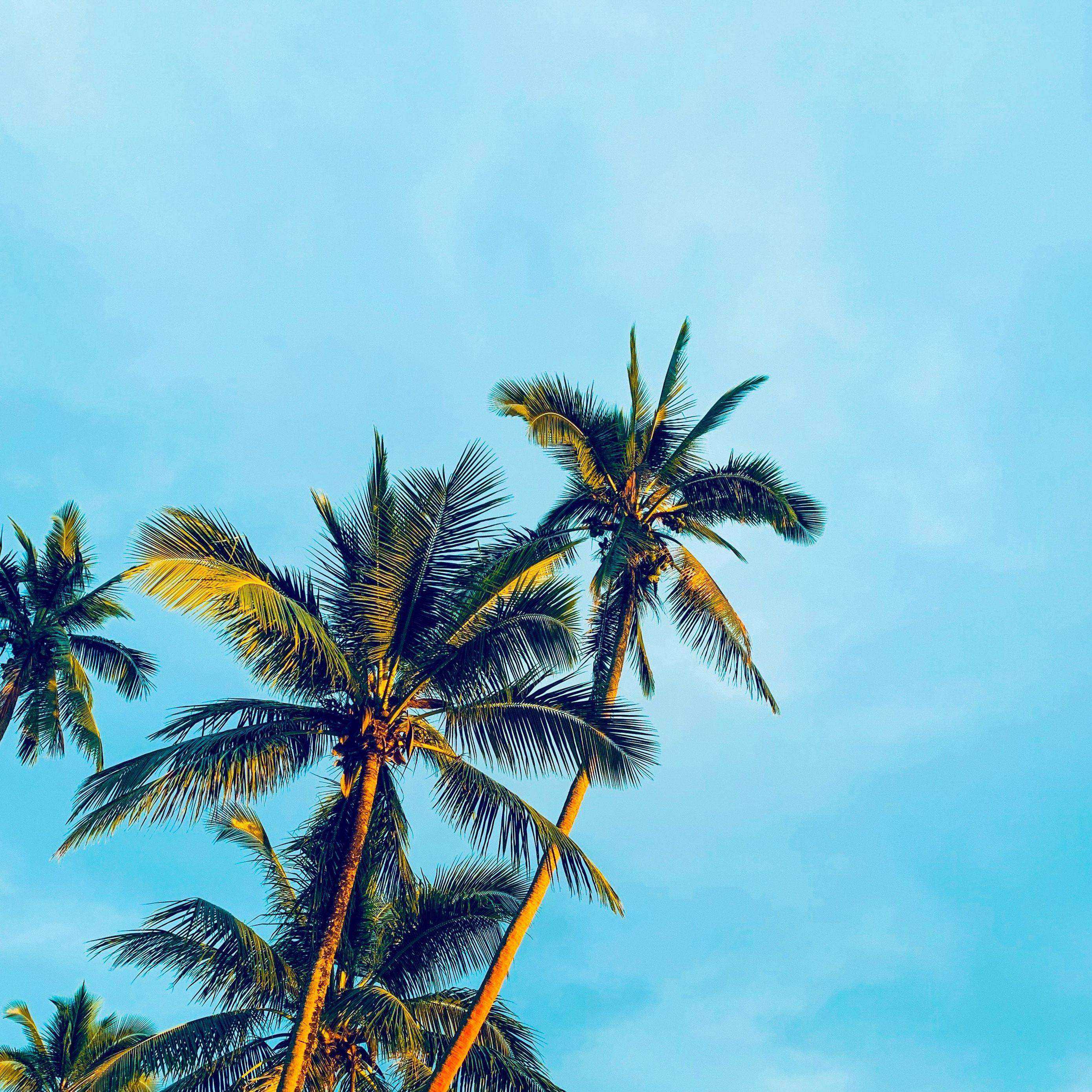 Palm Trees Sky Tropics - [2780x2780]