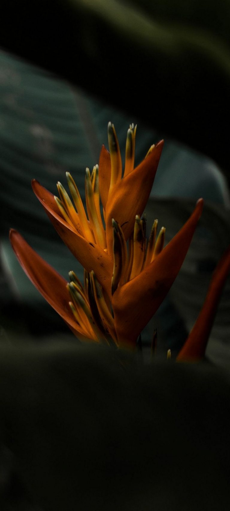 Heliconia Flower [1080x2400]