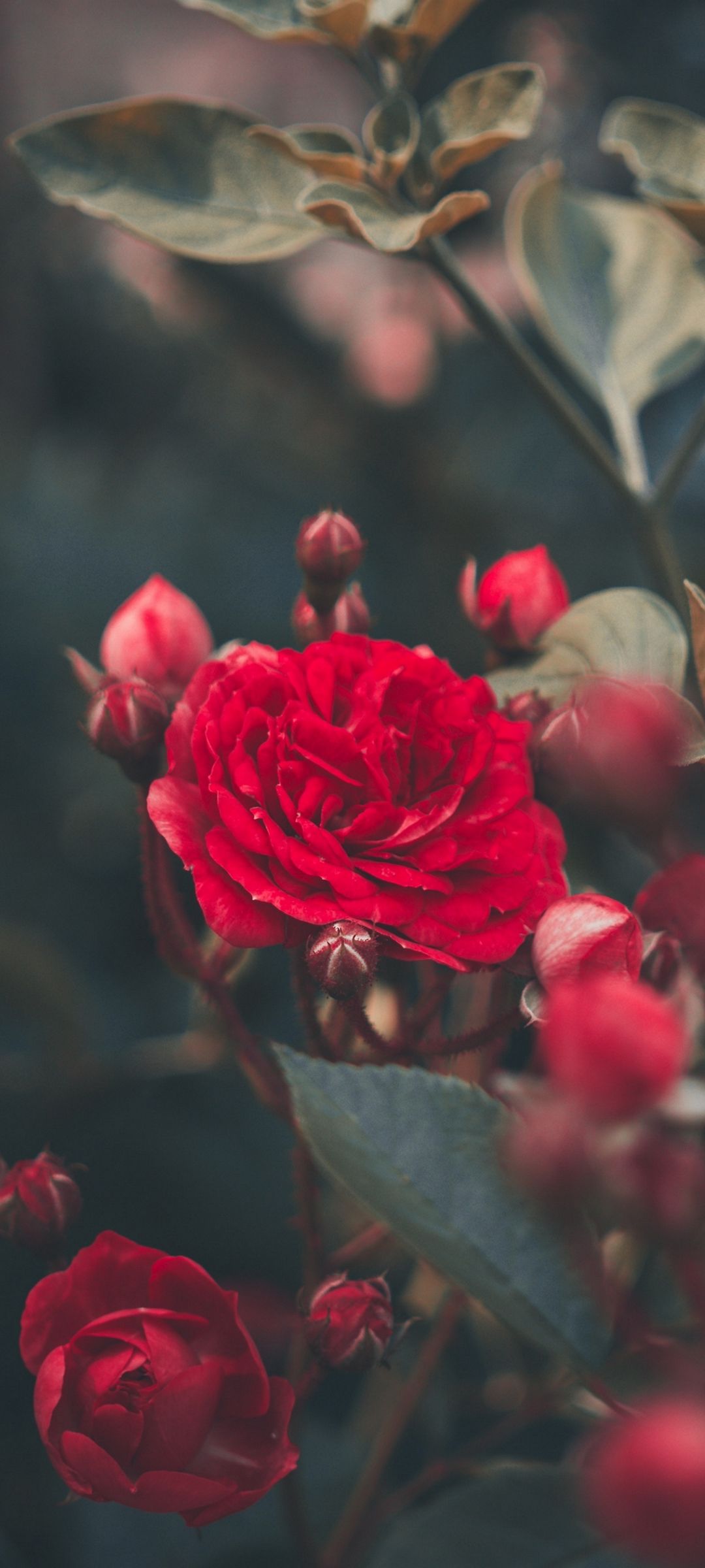Red Rose Bush Garden - [1080x2400]