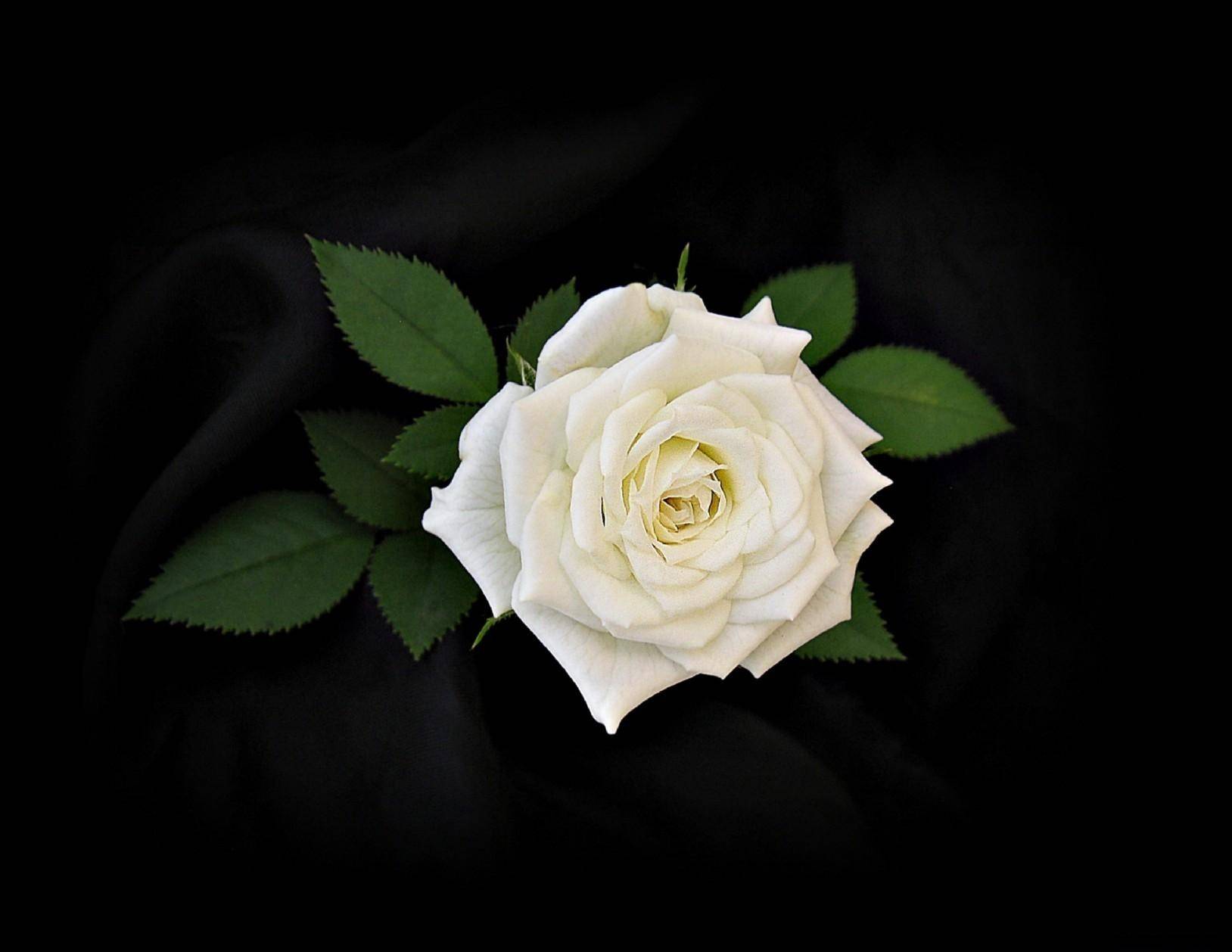 Background Image Twitter Desktop Wallpaper White Rose - vrogue.co