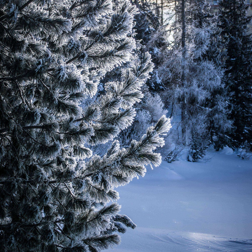 HD wallpaper snowy trees forest winter 4k  Wallpaper Flare