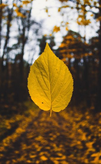 iPhone Autumn Wallpapers HD
