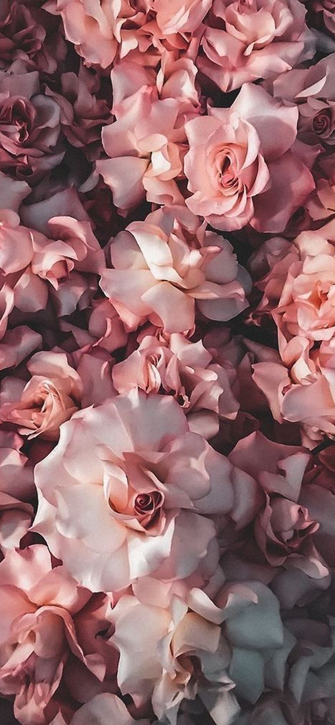 Flower phone wallpaper background, aesthetic | Free Photo - rawpixel