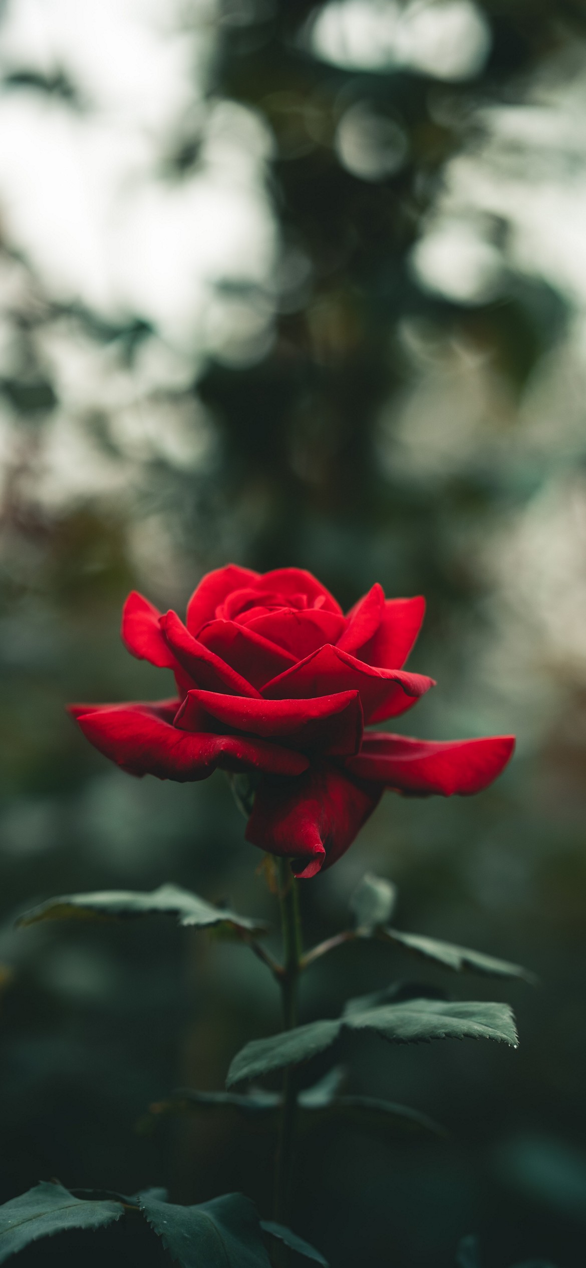 50 Aesthetic Rose iPhone Wallpapers Free Downloads