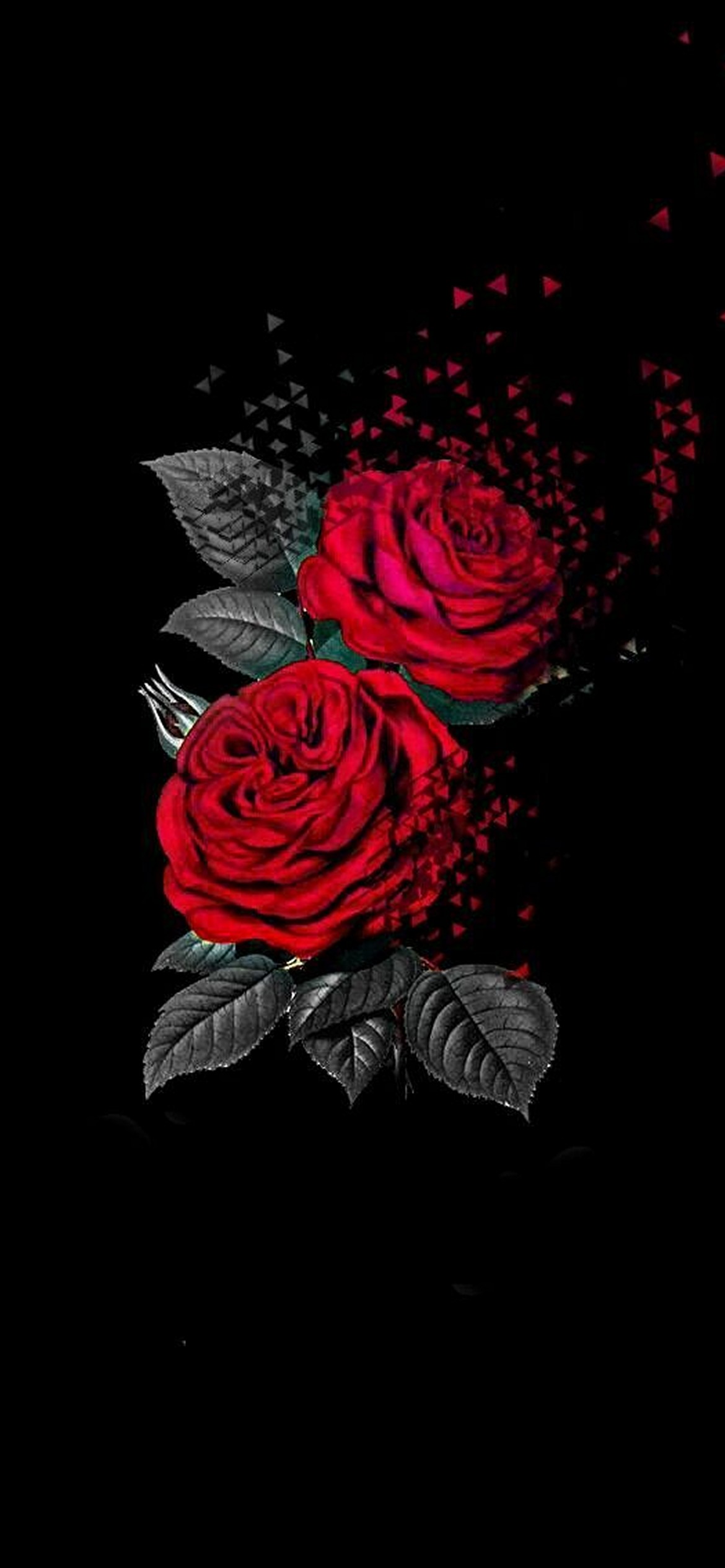 roses iPhone Wallpapers Free Download