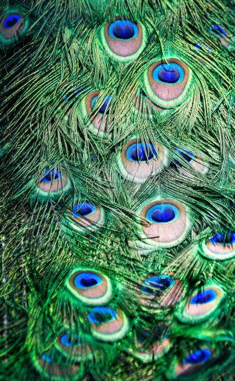 textures, Peacock, Feathers |