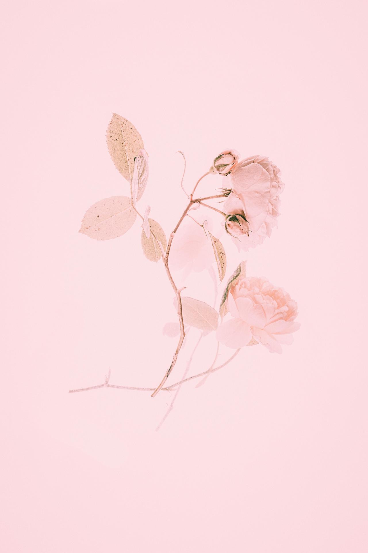 Pink iPhone Wallpaper - 004